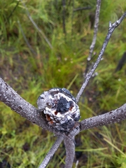 Banksia ericifolia