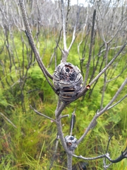 Banksia ericifolia