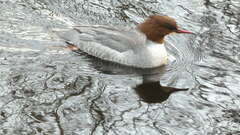 Mergus merganser merganser