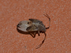 Deraeocoris flavilinea