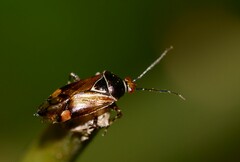 Deraeocoris flavilinea