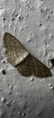 Scopula benitaria