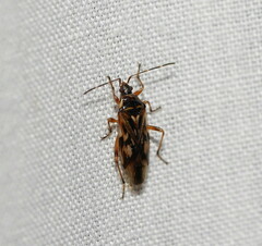 Trisecus pictus