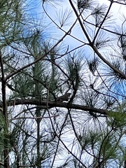 Callosciurus erythraeus