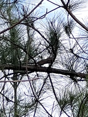 Callosciurus erythraeus