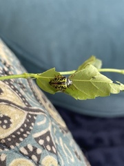 Calligrapha pantherina