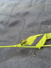 Calligrapha pantherina