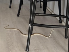 Psammophis leightoni