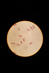 Chromatium okenii
