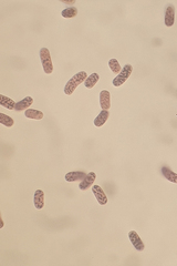 Chromatium okenii