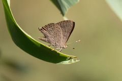 Paralucia pyrodiscus lucida