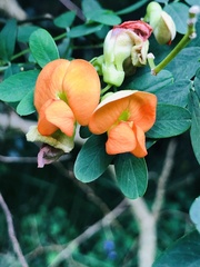 Tephrosia pondoensis