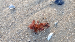 Coccotylus truncatus