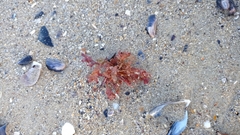 Coccotylus truncatus