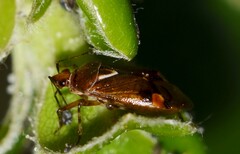 Deraeocoris flavilinea