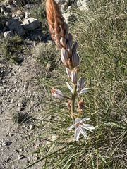 Asphodelus ramosus