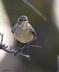 Ficedula speculigera