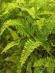 Gleichenia dicarpa