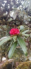 Rhododendron arboreum