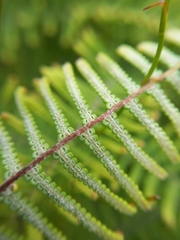 Gleichenia dicarpa