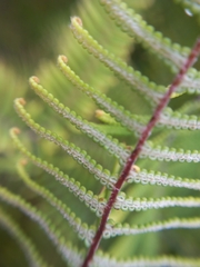 Gleichenia dicarpa