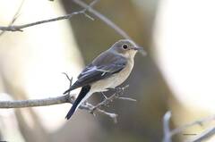 Ficedula speculigera