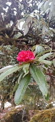 Rhododendron arboreum