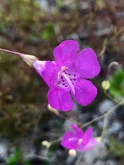 Agalinis filifolia