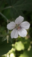 Geranium thunbergii