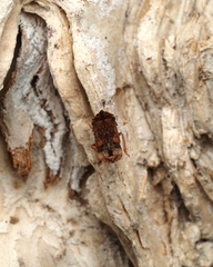 Ledracotis gunnensis