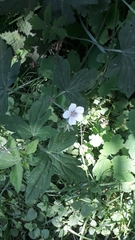 Geranium thunbergii