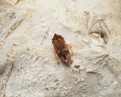 Ledracotis gunnensis