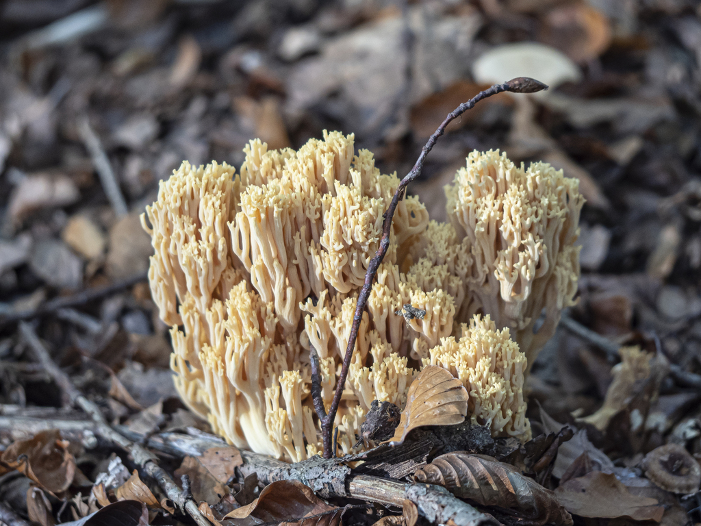 Ramaria flavescens