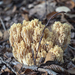 Ramaria flavescens - Photo (c) rainerburkard, some rights reserved (CC BY), uploaded by rainerburkard