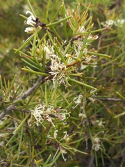 Hakea teretifolia