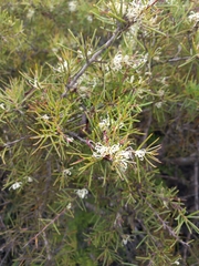 Hakea teretifolia