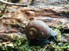 Macrocyclis peruvianus