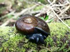 Macrocyclis peruvianus