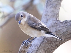 Ficedula speculigera