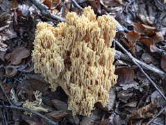 Ramaria flavescens