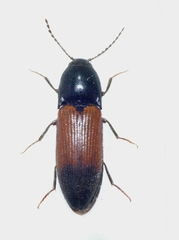 Ampedus balteatus