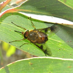 Copidapha