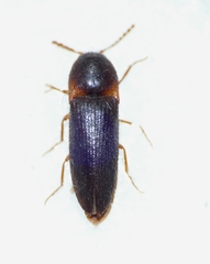 Ampedus erythrogonus