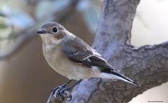 Ficedula speculigera