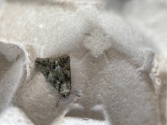 Polyphaenis sericata