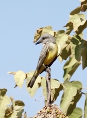 Tyrannus