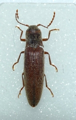 Synaptus filiformis