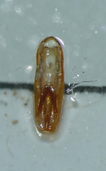 Synaptus filiformis