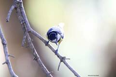 Cyanistes teneriffae