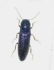 Agriotes gallicus